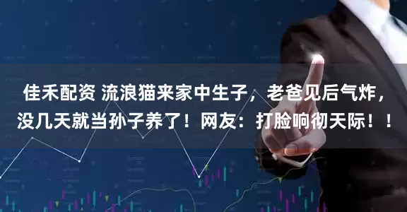 佳禾配资 流浪猫来家中生子，老爸见后气炸，没几天就当孙子养了！网友：打脸响彻天际！！